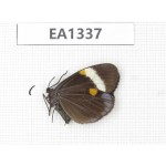 Day flying moths sp. China, Yunnan, Yuxi area,  Xinping county. (C of Mt. Ailaoshan) 1F. EA1337.
