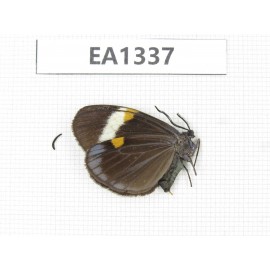 Day flying moths sp. China, Yunnan, Yuxi area,  Xinping county. (C of Mt. Ailaoshan) 1F. EA1337.