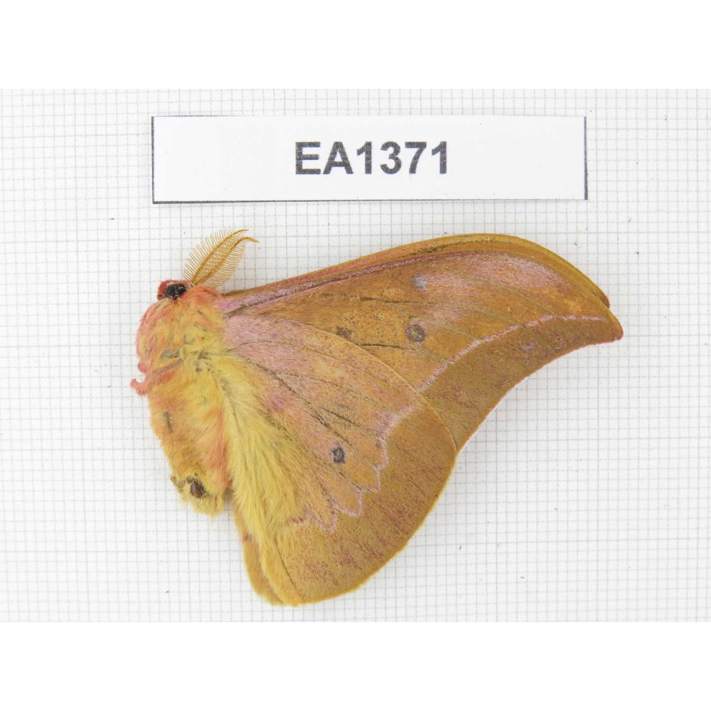 Saturniidae sp. China, Yunnan, Wenshan area, Maguan county.1M. EA1371.