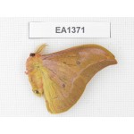 Saturniidae sp. China, Yunnan, Wenshan area, Maguan county.1M. EA1371.