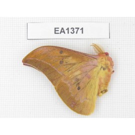 Saturniidae sp. China, Yunnan, Wenshan area, Maguan county.1M. EA1371.