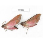 Sphingidae sp. China, W of Yunnan, Dali area, Yangbi county, S of Mt. Cangshan.2Pcs. EA1374.