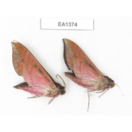 Sphingidae sp. China, W of Yunnan, Dali area, Yangbi county, S of Mt. Cangshan.2Pcs. EA1374.