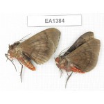 Noctuidae sp. China, W of Yunnan, Dali area, Yangbi county, S of Mt. Cangshan. 2Pcs. EA1384.