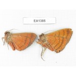 Noctuidae sp. China, W of Yunnan, Dali area, Yangbi county, S of Mt. Cangshan. 2Pcs. EA1385.