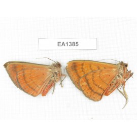 Noctuidae sp. China, W of Yunnan, Dali area, Yangbi county, S of Mt. Cangshan. 2Pcs. EA1385.