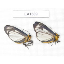 Moths sp. China, W of Yunnan, Dali area, Yangbi county, S of Mt. Cangshan. 2Pcs. EA1389.