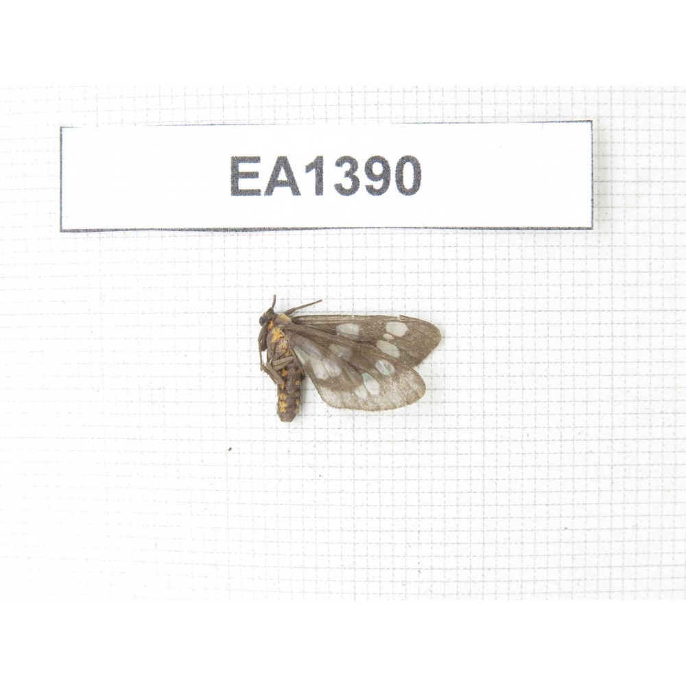 Day flying moths sp. China, W of Yunnan, Dali area, Yangbi county, S of Mt. Cangshan. 1Pcs. EA1390.