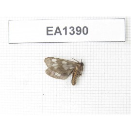 Day flying moths sp. China, W of Yunnan, Dali area, Yangbi county, S of Mt. Cangshan. 1Pcs. EA1390.
