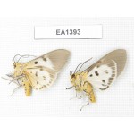 Arctiidae sp. China, W of Yunnan, Dali area, Yangbi county, S of Mt.Cangshan. 2Pcs. EA1393.