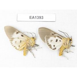 Arctiidae sp. China, W of Yunnan, Dali area, Yangbi county, S of Mt.Cangshan. 2Pcs. EA1393.
