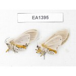 Arctiidae sp. China, W of Yunnan, Dali area, Yangbi county, S of Mt.Cangshan. 2Pcs. EA1395.