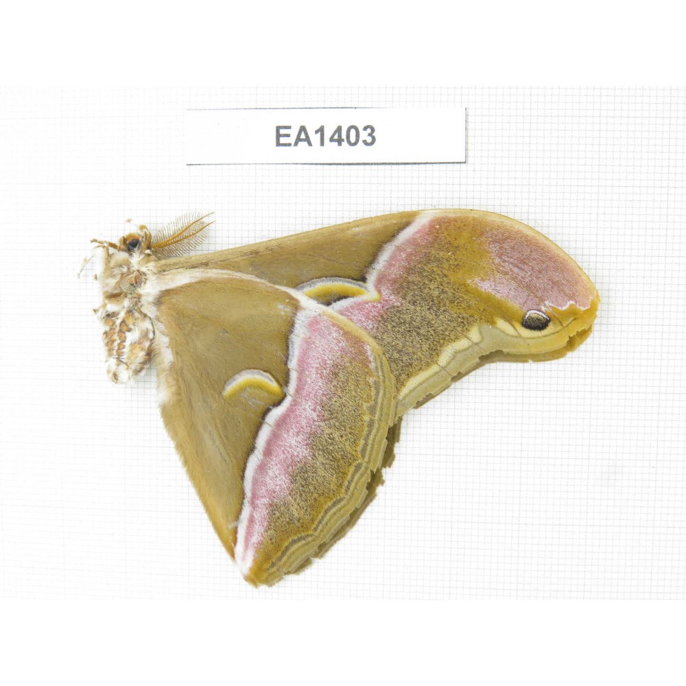 Saturniidae sp. China, Yunnan, Dali area, S of Mt.Cangshan. 1M. EA1403.