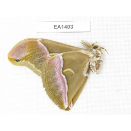 Saturniidae sp. China, Yunnan, Dali area, S of Mt.Cangshan. 1M. EA1403.