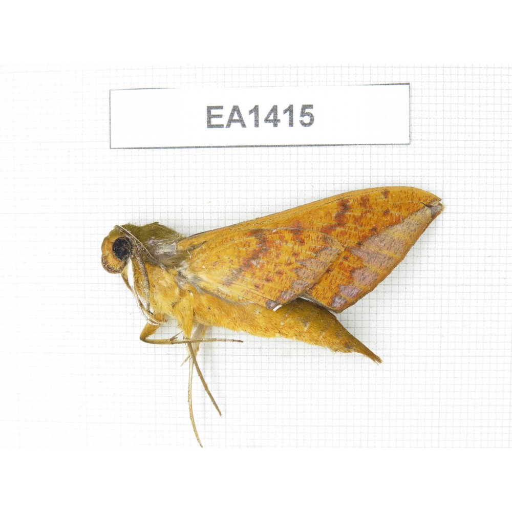 Sphingidae sp. China, NW of Yunnan, Xiangerila area, S of Weixi county. 1Pcs. EA1415.