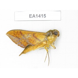 Sphingidae sp. China, NW of Yunnan, Xiangerila area, S of Weixi county. 1Pcs. EA1415.