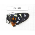Day flying moths sp. China, Yunnan, Xiangerila area, S of Weixi county. 1Pcs. EA1420.