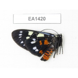 Day flying moths sp. China, Yunnan, Xiangerila area, S of Weixi county. 1Pcs. EA1420.