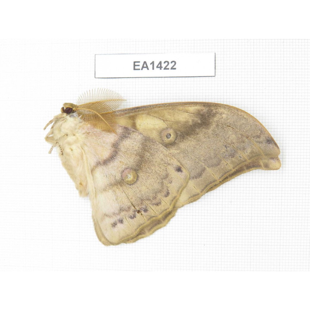 Saturniidae sp. China, Heilongjiang, jiamusi. 1M. EA1422.