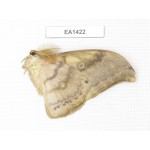 Saturniidae sp. China, Heilongjiang, jiamusi. 1M. EA1422.