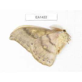 Saturniidae sp. China, Heilongjiang, jiamusi. 1M. EA1422.
