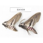 Sphingidae sp. China, Heilongjiang, Jiamusi. 2Pcs. EA1434.