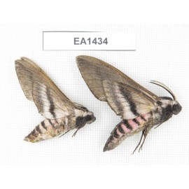 Sphingidae sp. China, Heilongjiang, Jiamusi. 2Pcs. EA1434.