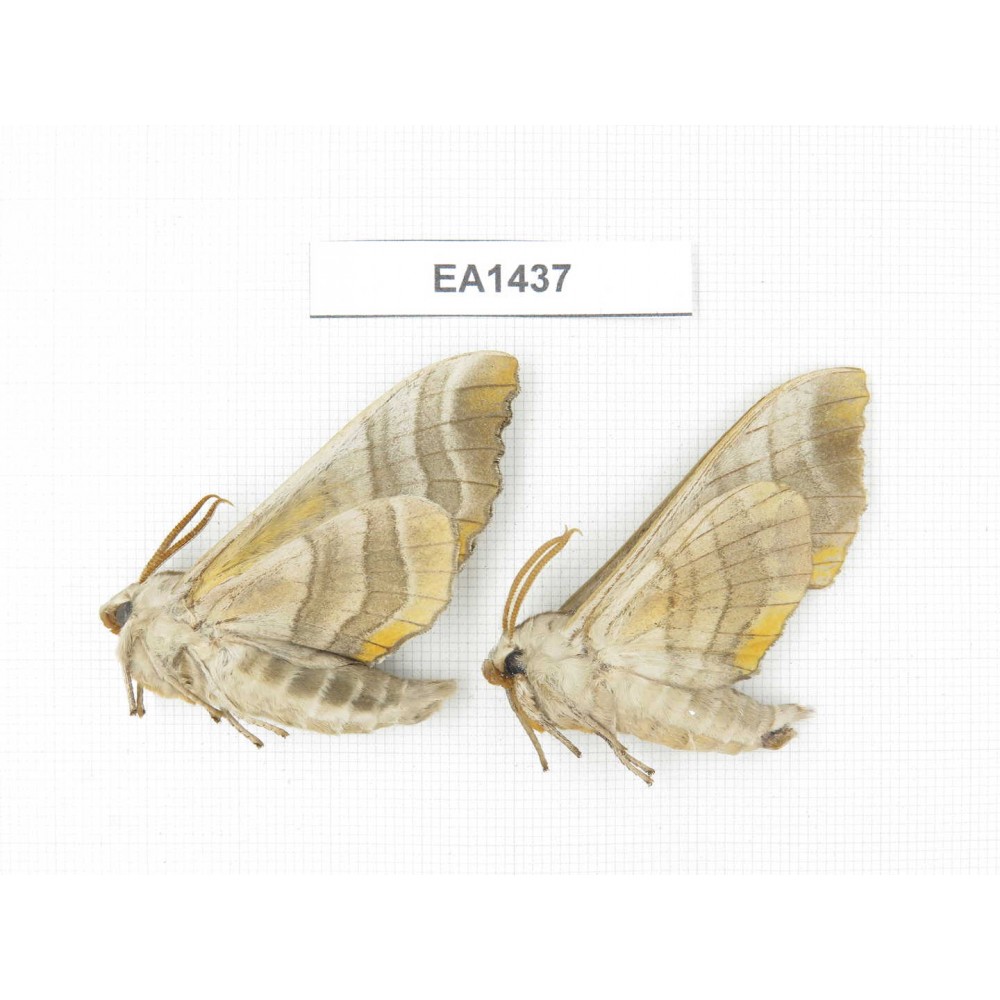 Sphingidae sp. China, Heilongjiang, Jiamusi. 2Pcs. EA1437.