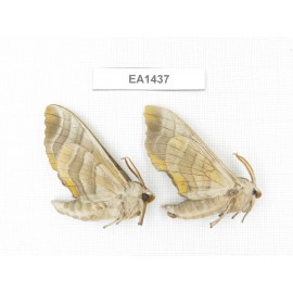 Sphingidae sp. China, Heilongjiang, Jiamusi. 2Pcs. EA1437.