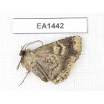 Noctuidae sp. China, NW of Yunnan, Deqin county, Mt.Meilixueshan. 1Pcs. EA1442.