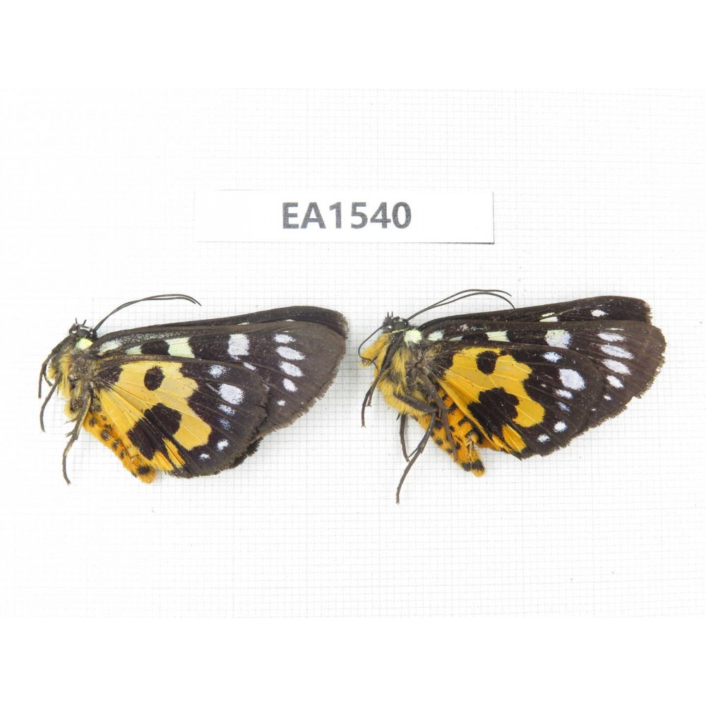 Day flying moths sp. China, W Sichuan, Ganzi, Mt.Gonggashan. 2Pcs. EA1540.