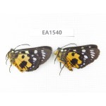 Day flying moths sp. China, W Sichuan, Ganzi, Mt.Gonggashan. 2Pcs. EA1540.