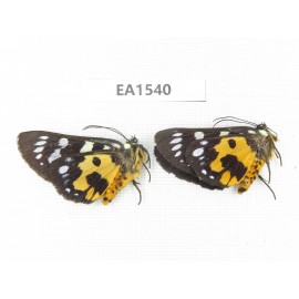 Day flying moths sp. China, W Sichuan, Ganzi, Mt.Gonggashan. 2Pcs. EA1540.
