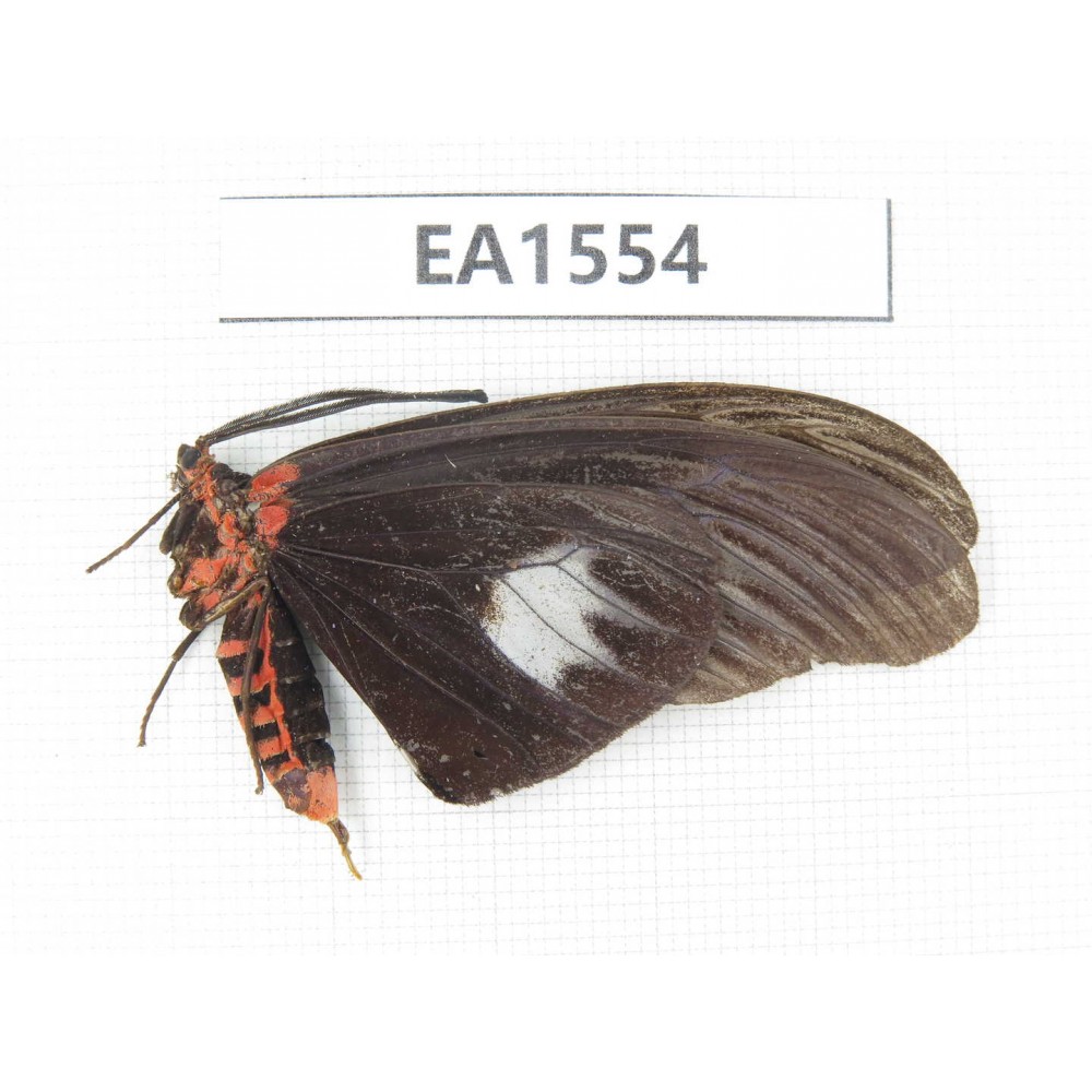 Day flying moths sp. China, S Yunnan, Xishuangbanna, Mengla county. 1Pcs. EA1554.