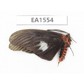 Day flying moths sp. China, S Yunnan, Xishuangbanna, Mengla county. 1Pcs. EA1554.