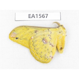 Saturniidae sp. China, Yunnan, Wenshan, Maguan county. 1M. EA1567.