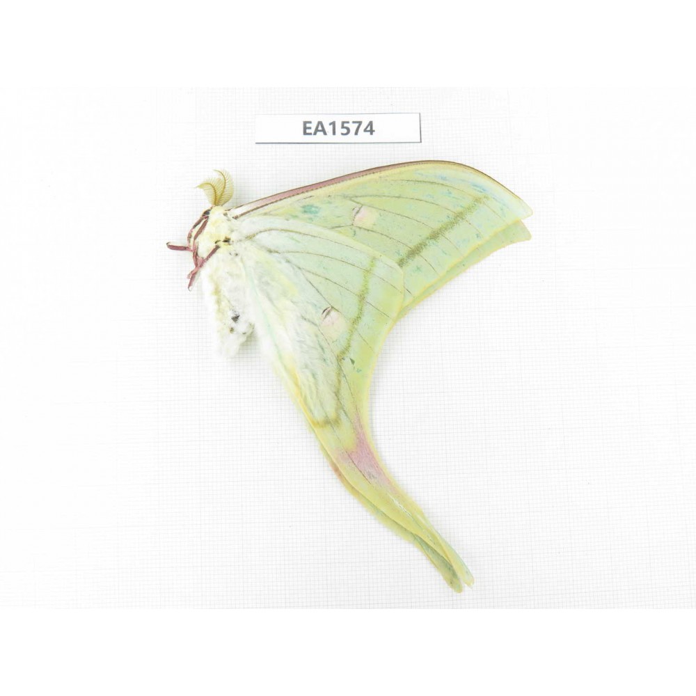 Saturniidae sp. China, Yunnan, Wenshan, Maguan county. 1M. EA1574.