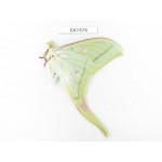 Saturniidae sp. China, Yunnan, Wenshan, Maguan county. 1M. EA1574.