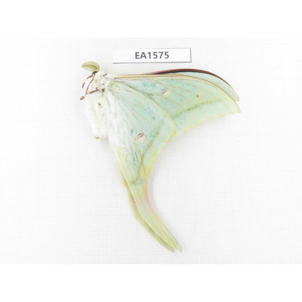 Saturniidae sp. China, Yunnan, Wenshan, Maguan county. 1M. EA1575.