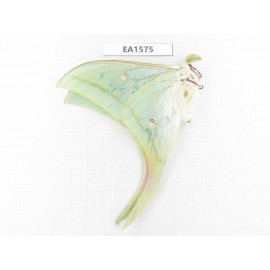 Saturniidae sp. China, Yunnan, Wenshan, Maguan county. 1M. EA1575.