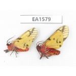 Arctiidae sp. China, W of Yunnan, Dali area, Yangbi county, S of Mt.Cangshan. 2Pcs. EA1579.
