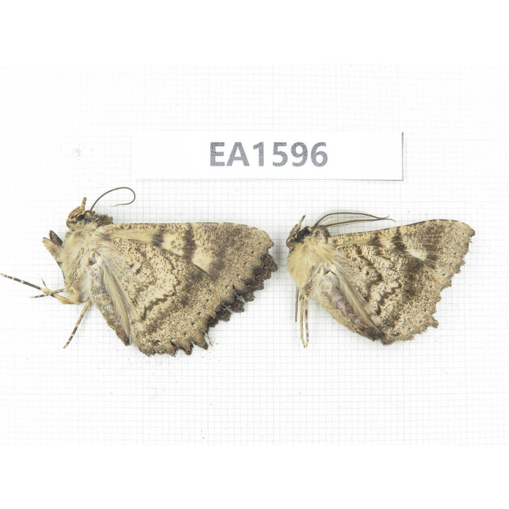 Noctuidae sp. China, NW of Yunnan, Deqin county, Mt.Meilixueshan. 2Pcs. EA1596.