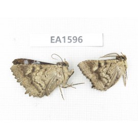 Noctuidae sp. China, NW of Yunnan, Deqin county, Mt.Meilixueshan. 2Pcs. EA1596.