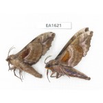 Sphingidae sp. China, W Yunnan, Nujiang, N Mt.Biluoxueshan.2Pcs. EA1621.