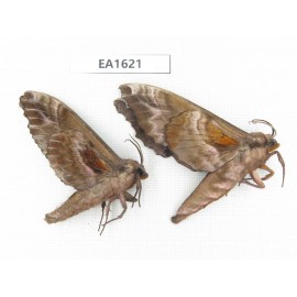 Sphingidae sp. China, W Yunnan, Nujiang, N Mt.Biluoxueshan.2Pcs. EA1621.