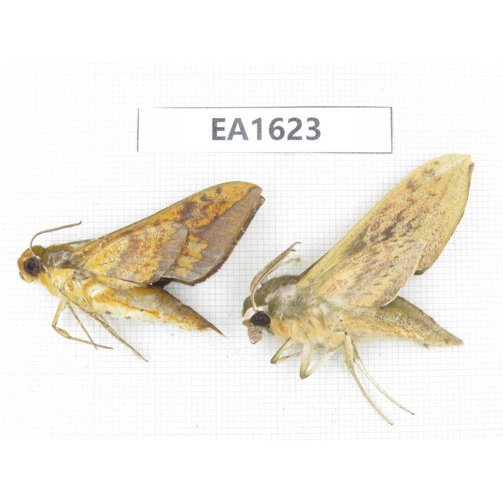 Sphingidae sp. China, W Yunnan, Nujiang, N Mt.Biluoxueshan.2Pcs. EA1623.