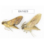 Sphingidae sp. China, W Yunnan, Nujiang, N Mt.Biluoxueshan.2Pcs. EA1623.