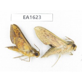 Sphingidae sp. China, W Yunnan, Nujiang, N Mt.Biluoxueshan.2Pcs. EA1623.