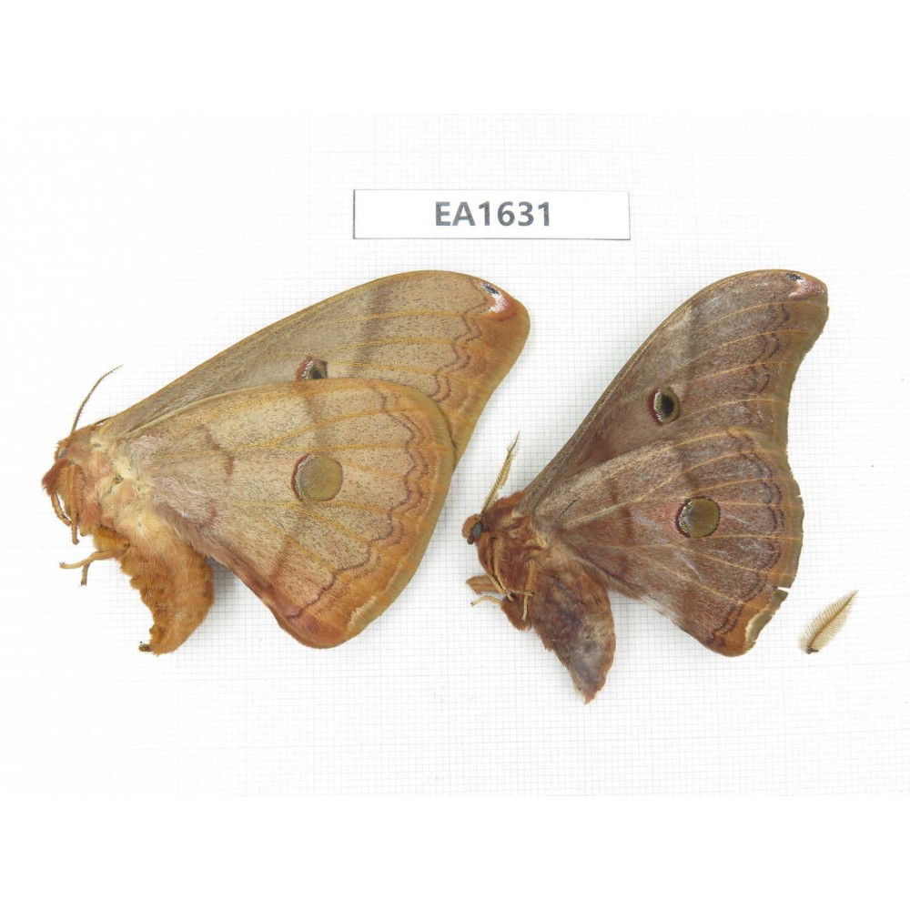 Saturniidae sp. China, Heilongjiang, Jiamusi. 1P. EA1631.