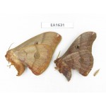 Saturniidae sp. China, Heilongjiang, Jiamusi. 1P. EA1631.